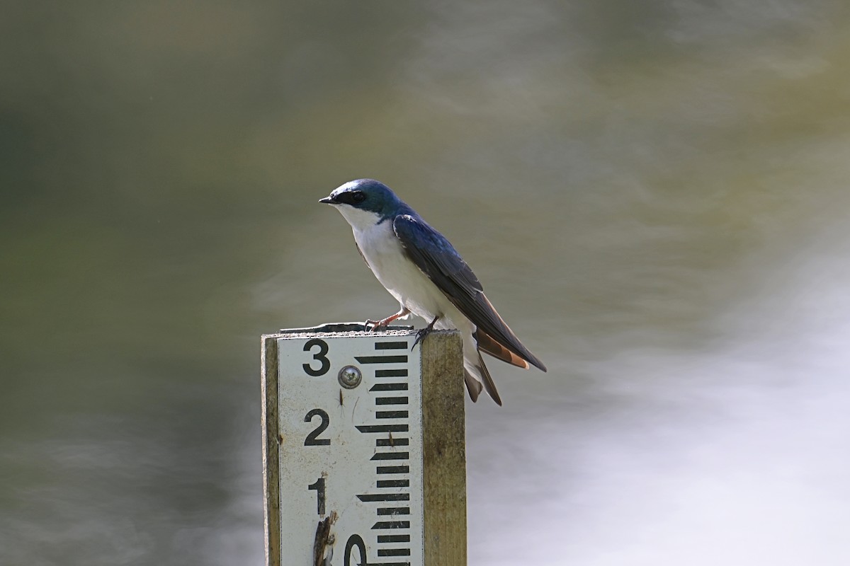 Tree Swallow - Mike Charest