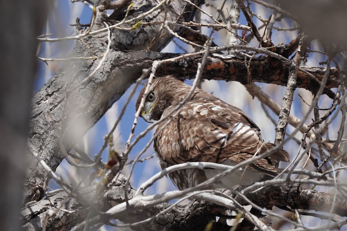 Red-tailed Hawk - ML617738240