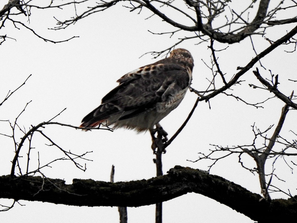 Red-tailed Hawk - ML617738268