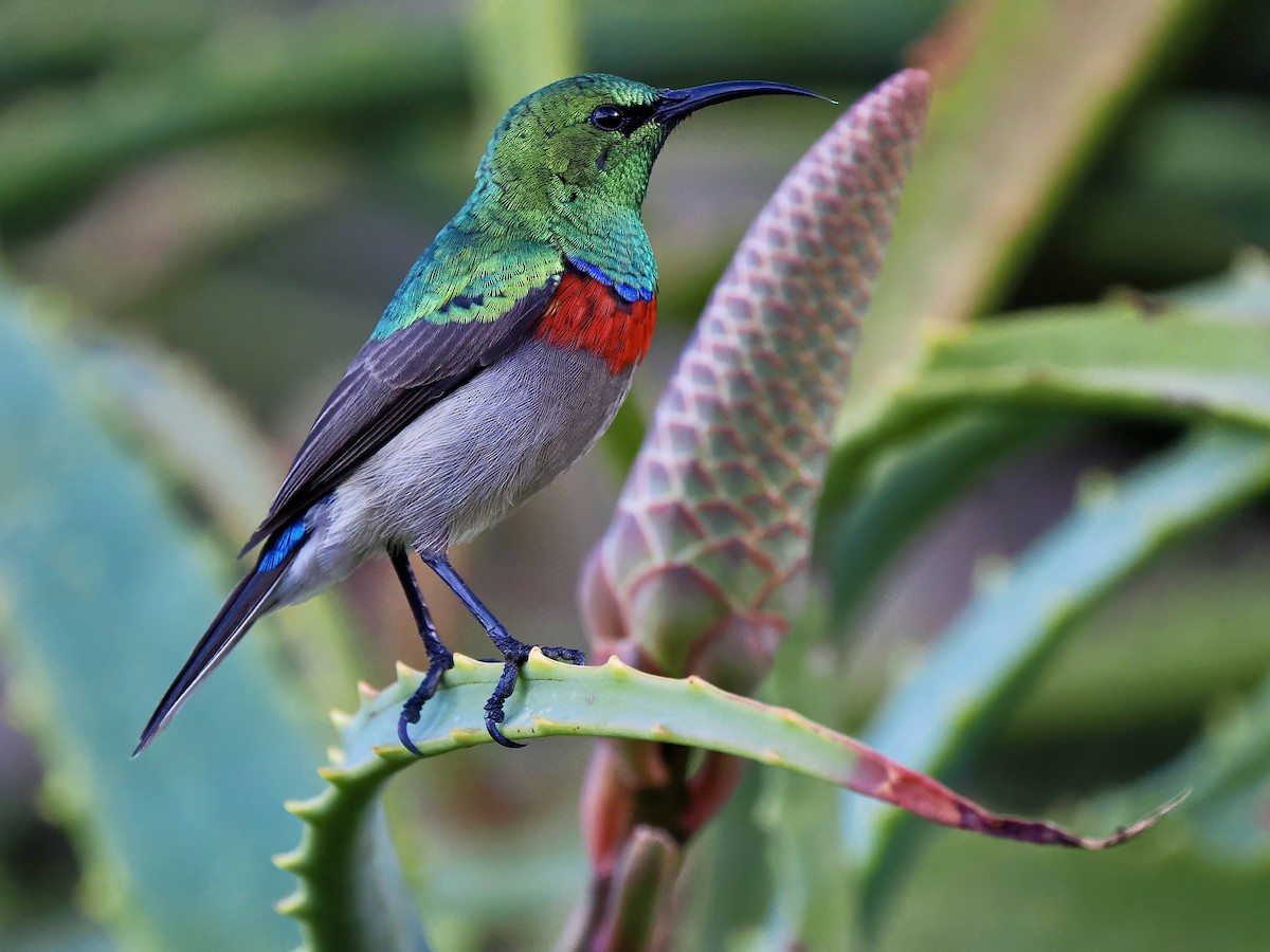 Southern Double-collared Sunbird - ML617738298