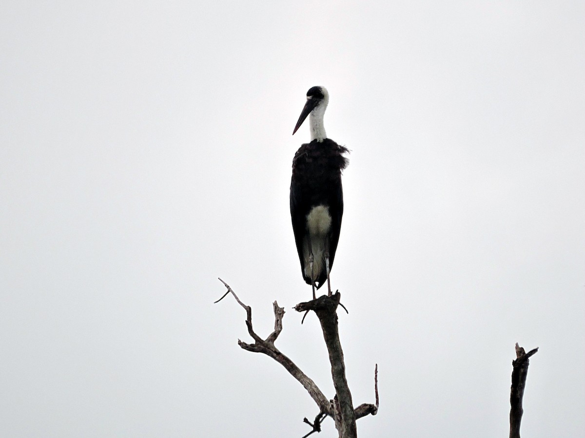 African Woolly-necked Stork - ML617738320
