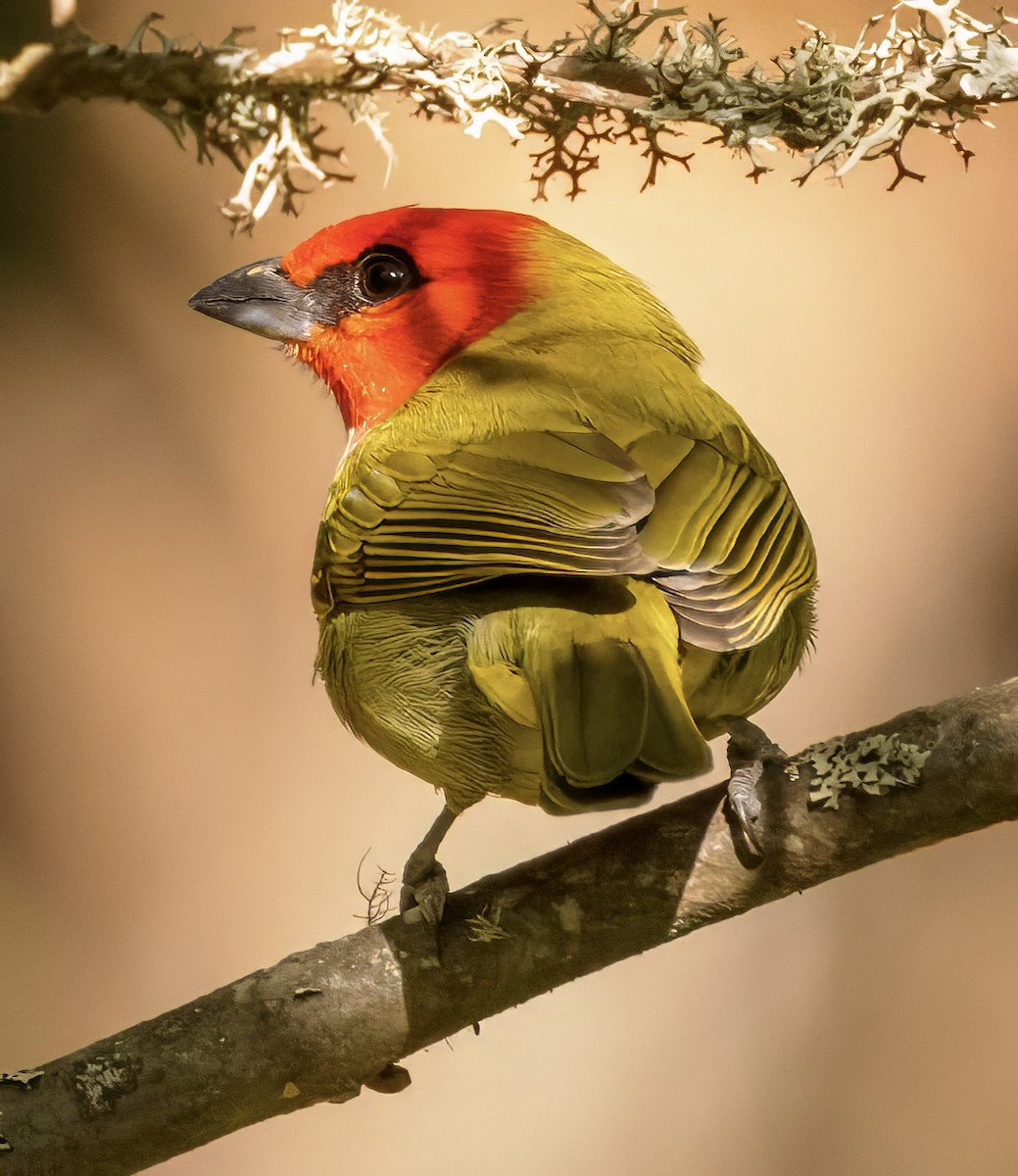 Red-headed Tanager - ML617738323