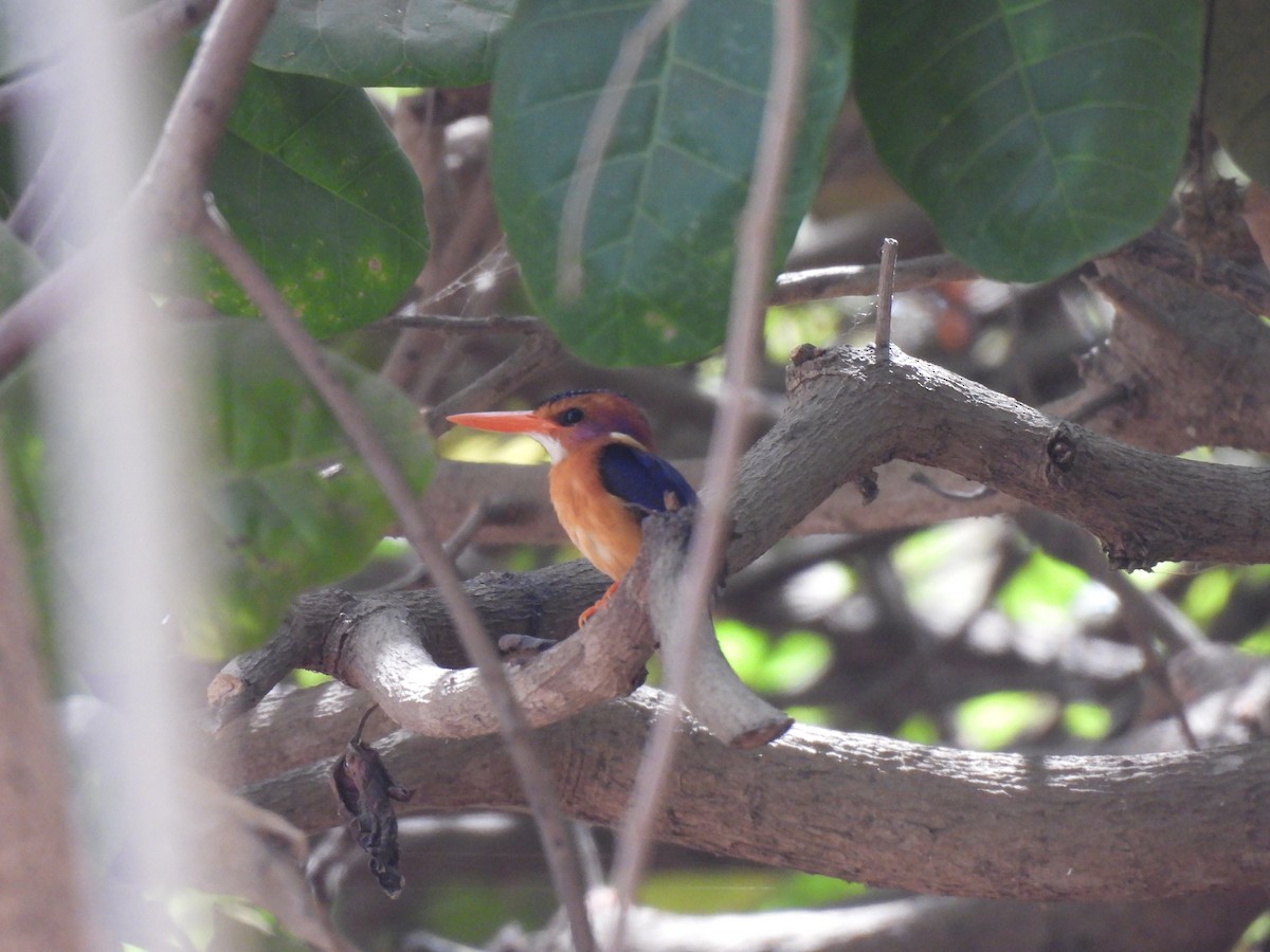 African Pygmy Kingfisher - ML617738403