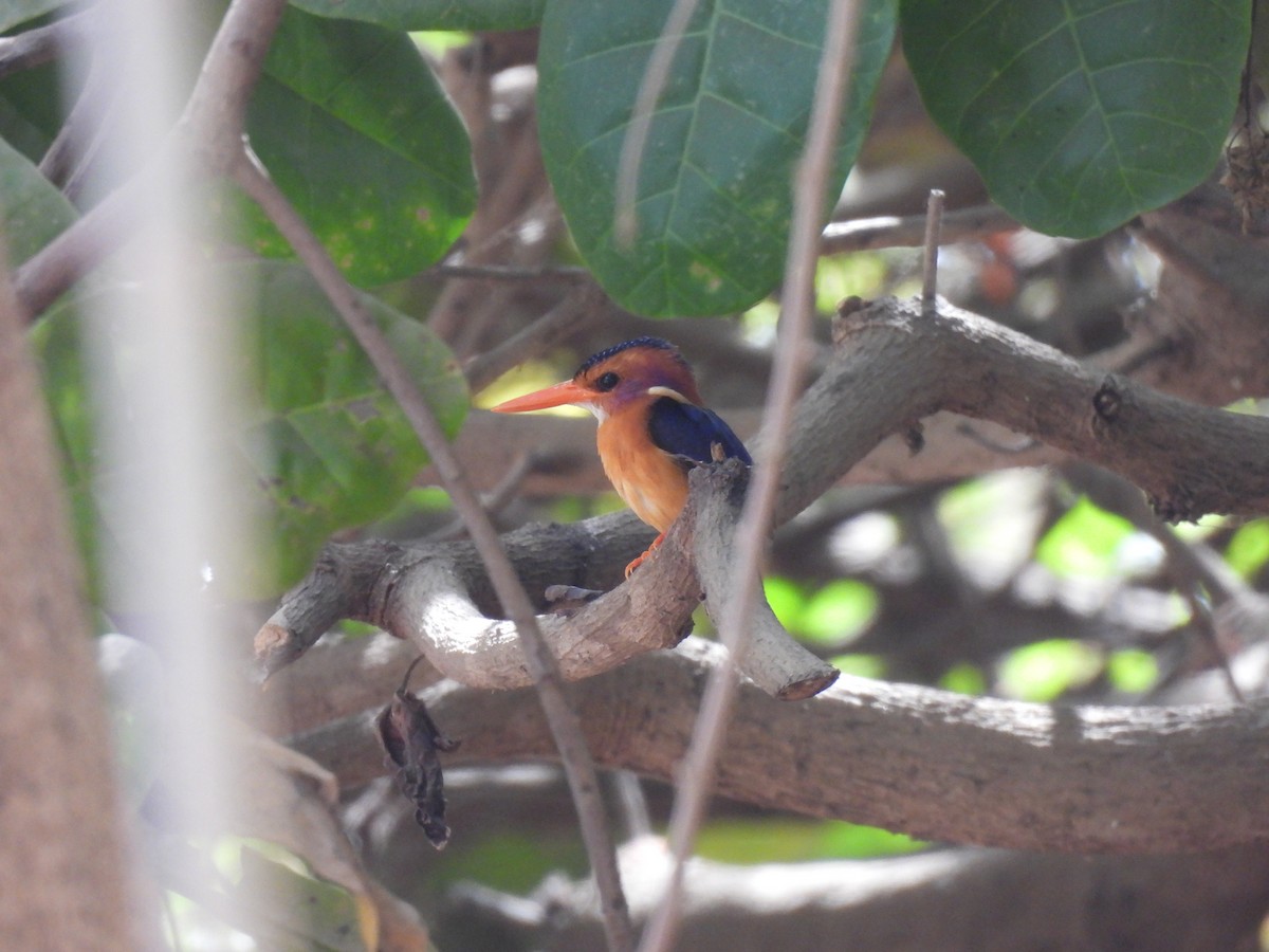 African Pygmy Kingfisher - ML617738404
