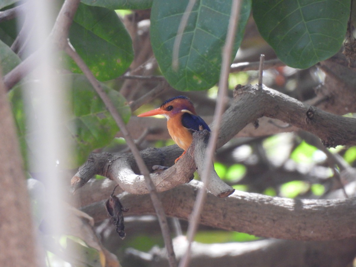 African Pygmy Kingfisher - Toby Phelps