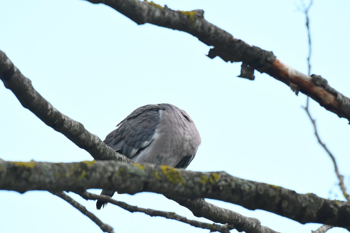 Common Wood-Pigeon - ML617738518