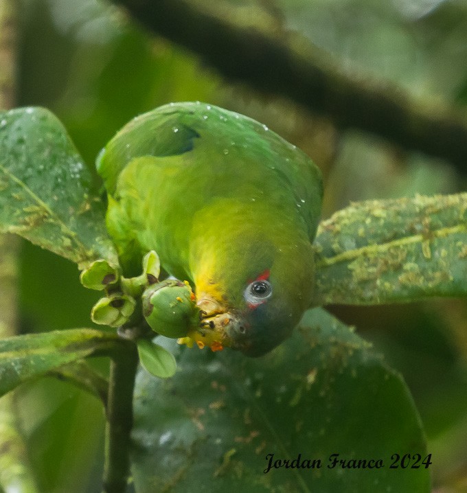 Blue-fronted Parrotlet - ML617738524