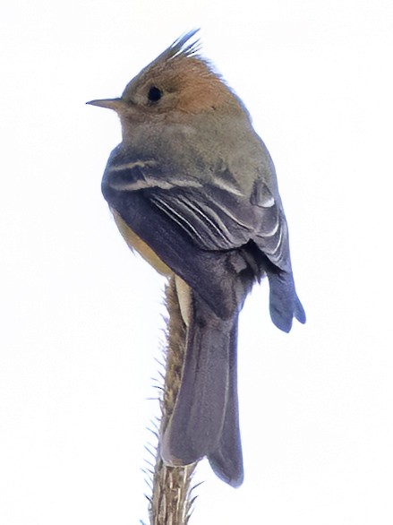 Tufted Flycatcher (Mexican) - ML617738529