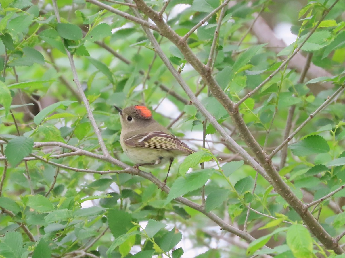 Ruby-crowned Kinglet - Michelle Browning