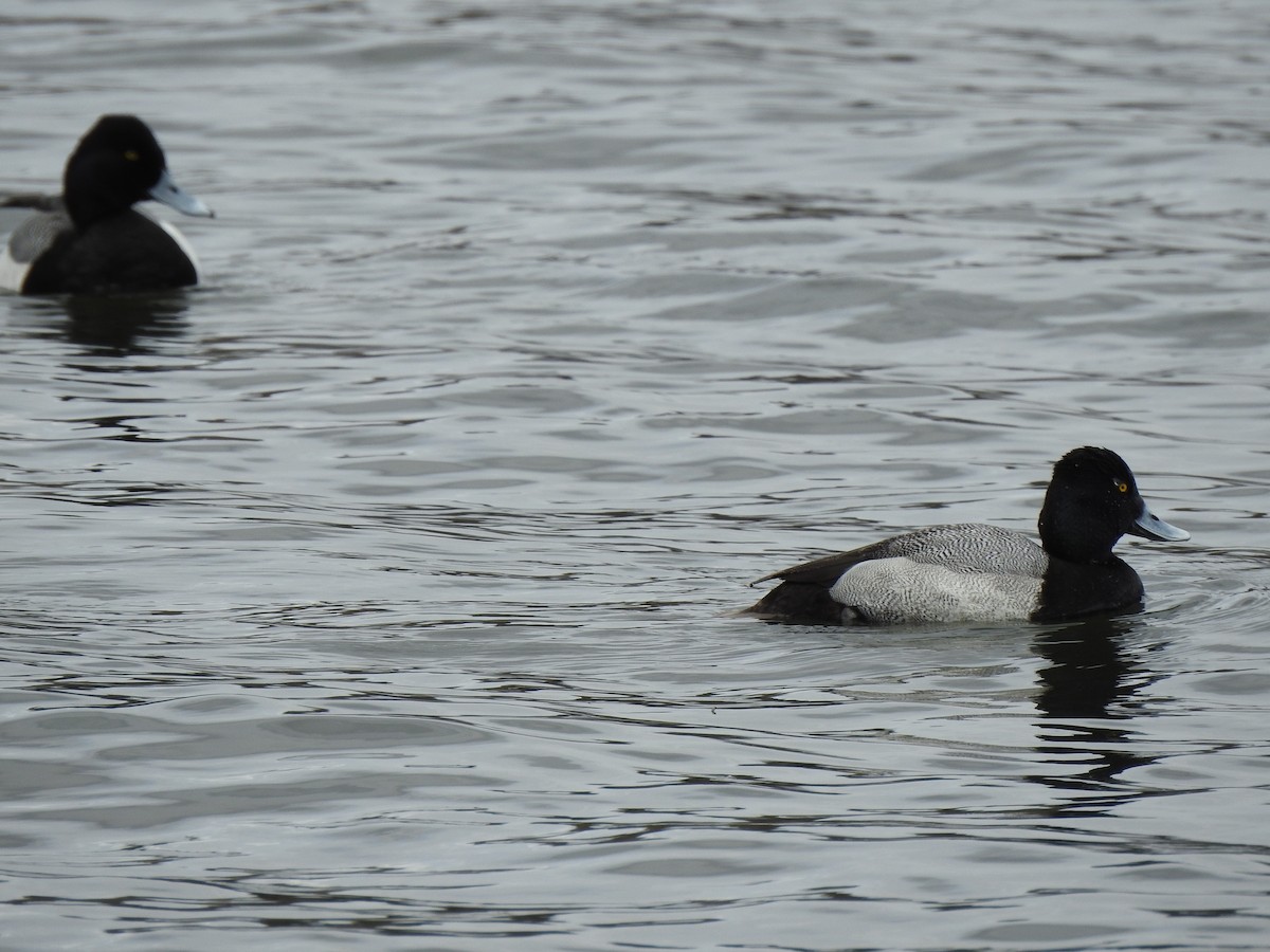 Greater Scaup - ML617738571