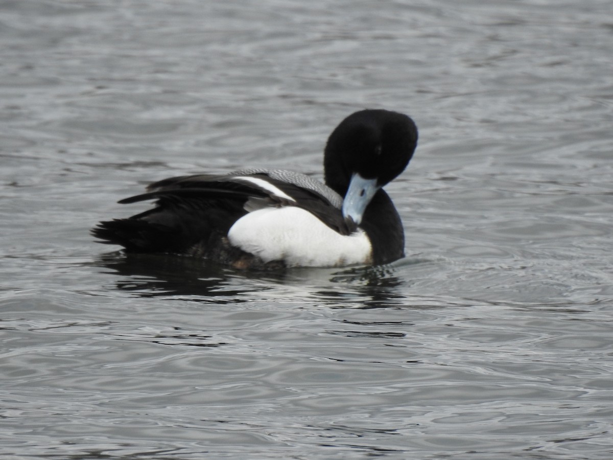 Greater Scaup - ML617738579
