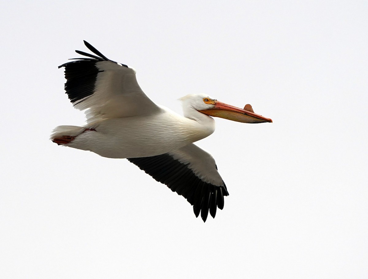pelikán severoamerický - ML617738580