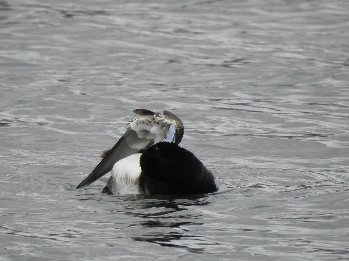 Greater Scaup - ML617738591