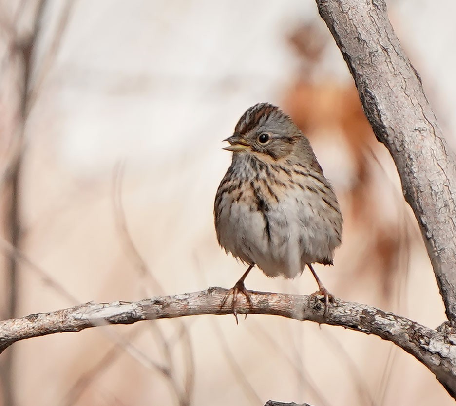 Lincoln's Sparrow - Cathy Sheeter