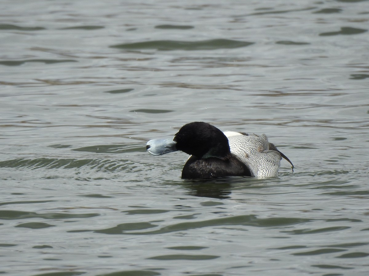 Greater Scaup - ML617738616