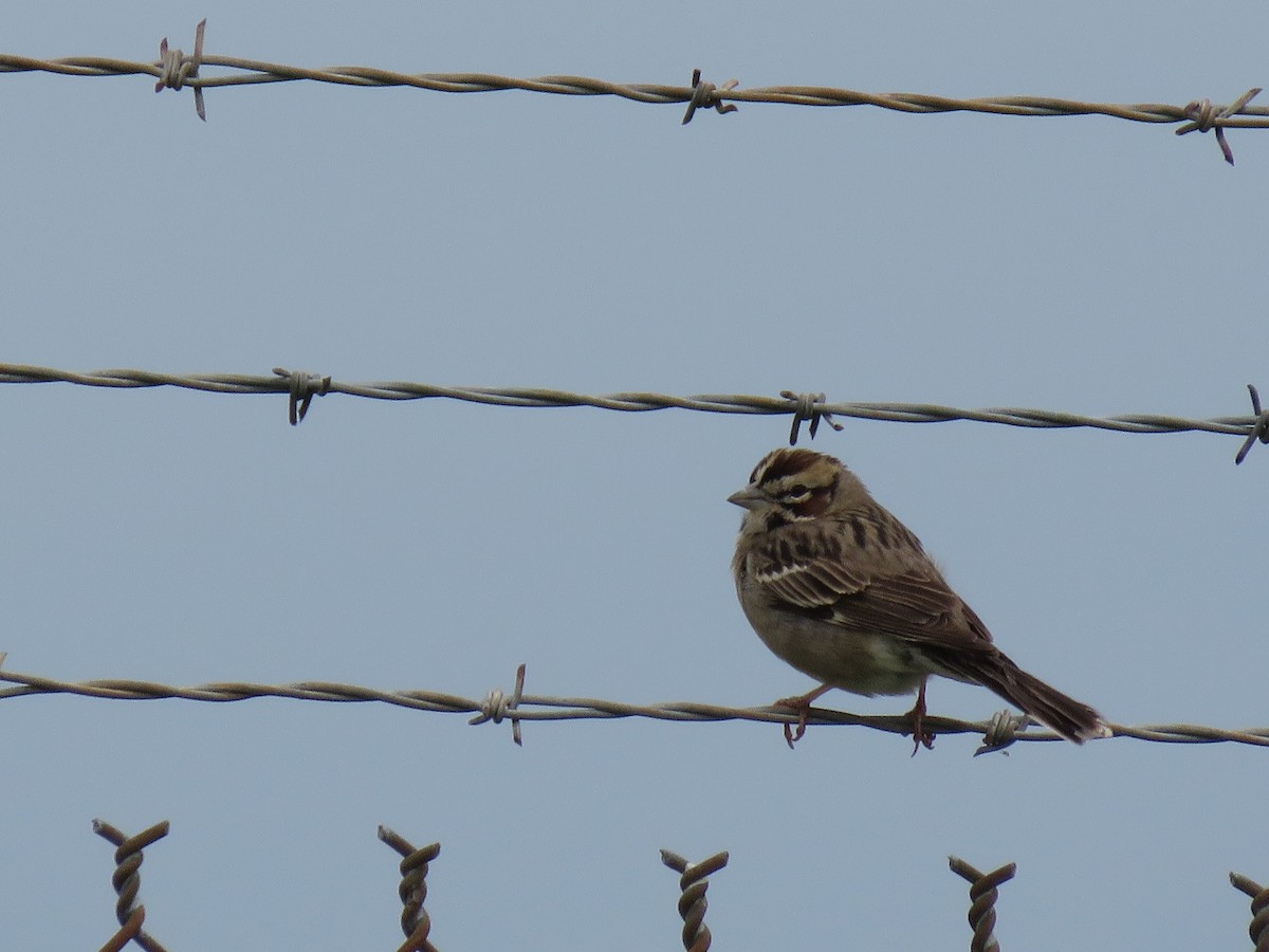 Lark Sparrow - Phil Wegener