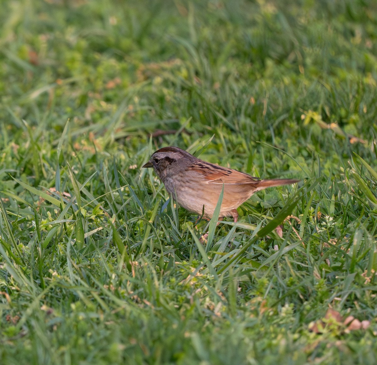 Chipping Sparrow - ML617738672