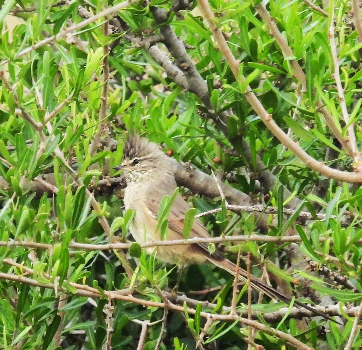 Tufted Tit-Spinetail - ML617738691