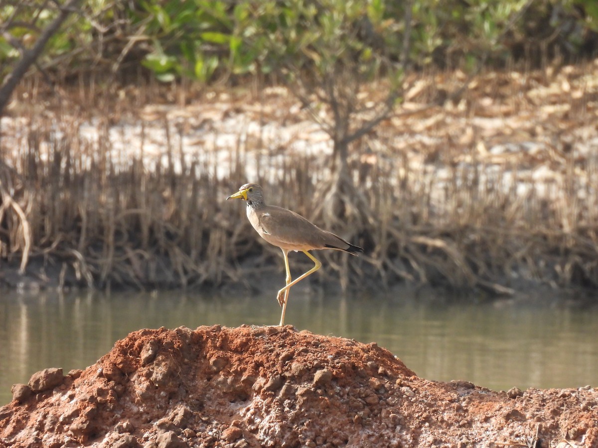 Wattled Lapwing - Toby Phelps