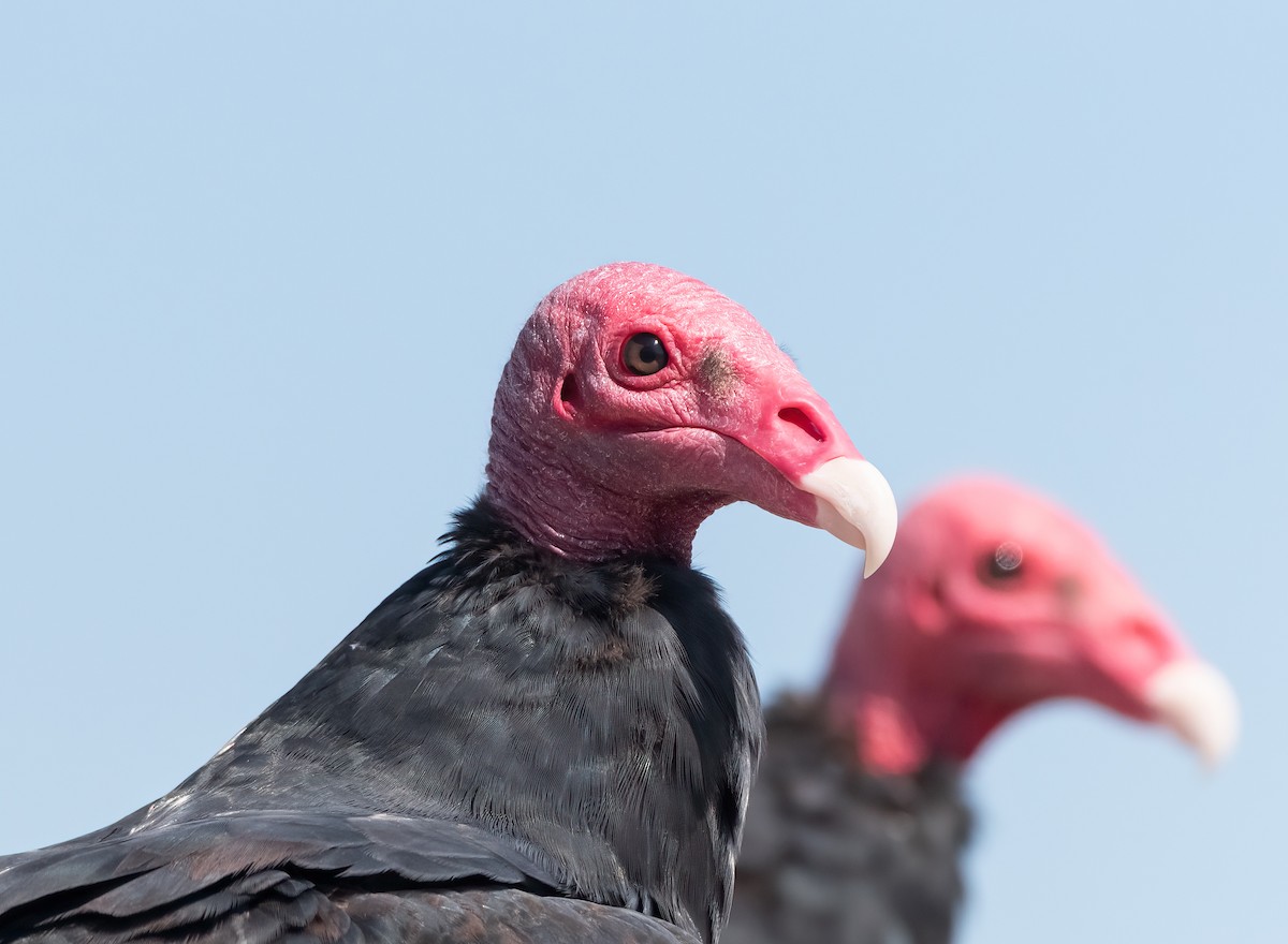 Turkey Vulture (South Temperate) - ML617738749