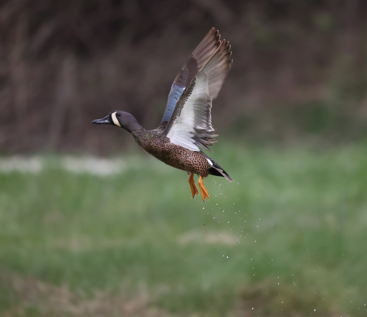 Blue-winged Teal - ML617738761
