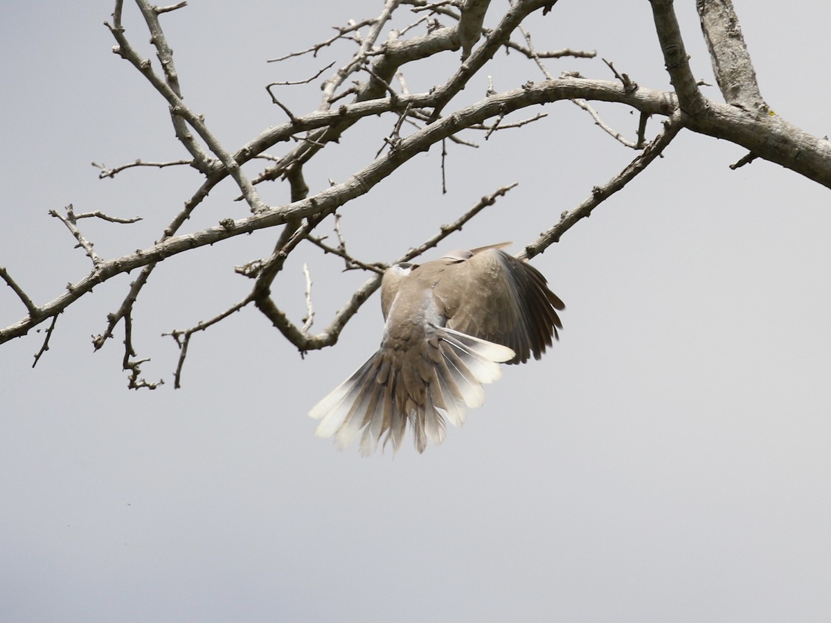 African Collared-Dove - Russ Morgan