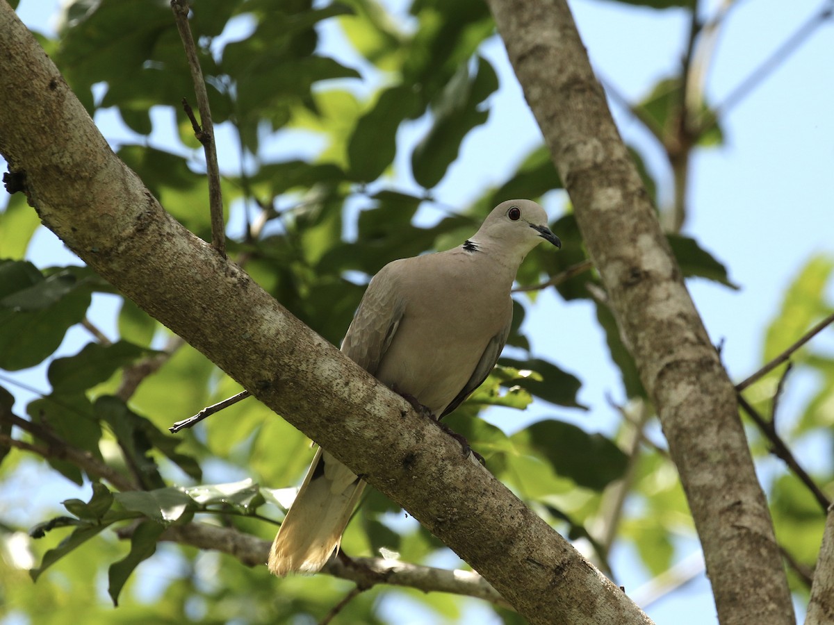 African Collared-Dove - ML617738823