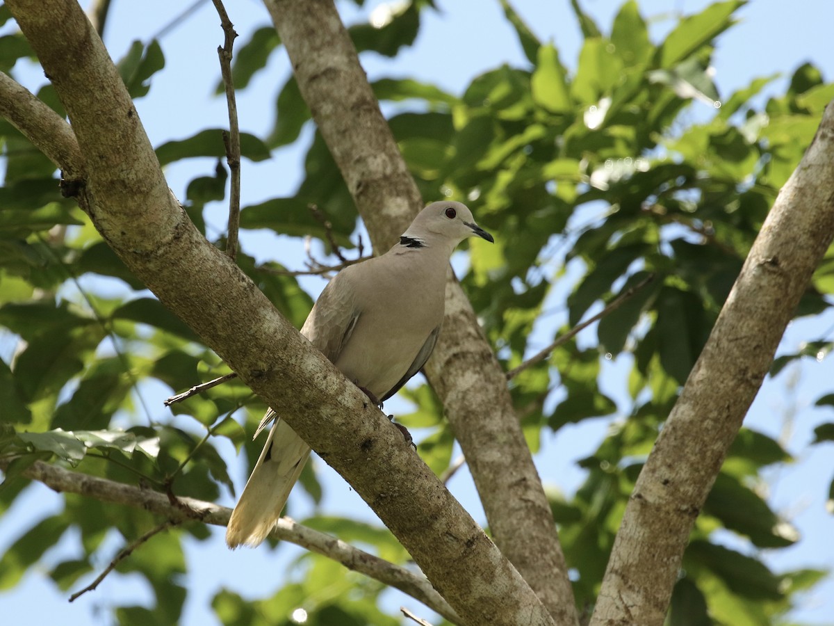African Collared-Dove - ML617738824