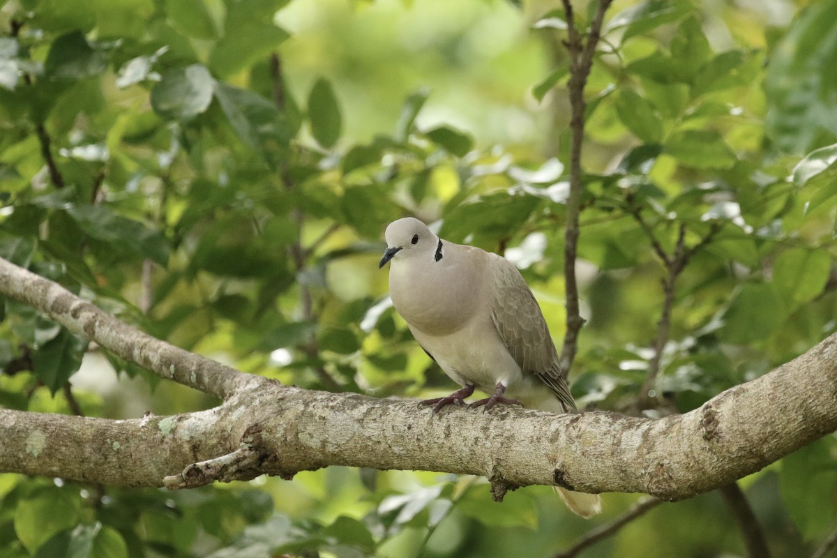 African Collared-Dove - ML617738825