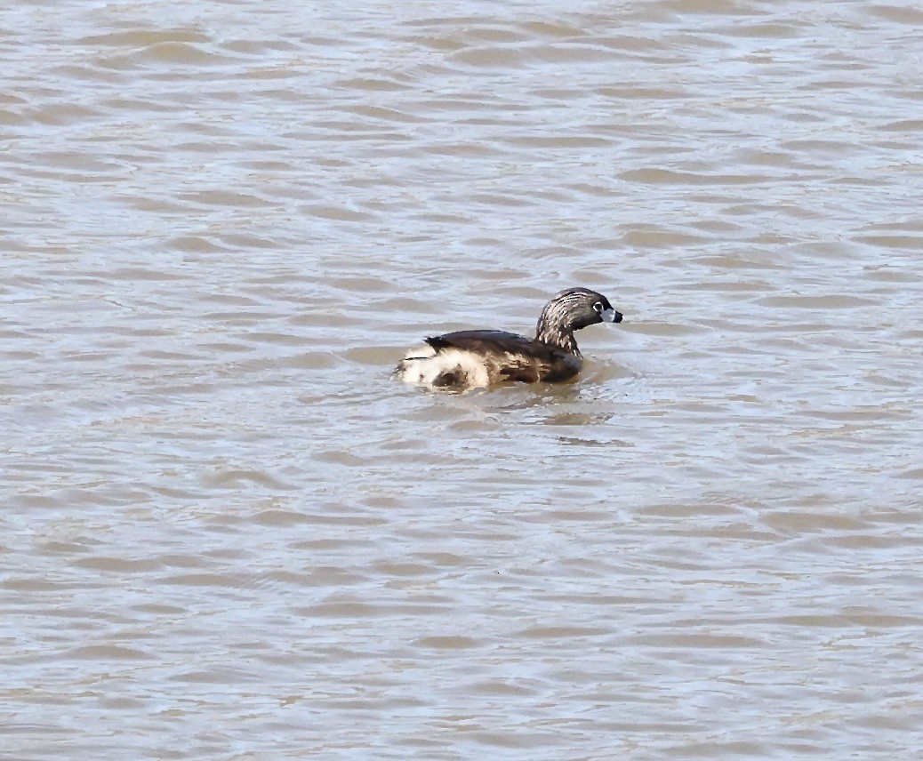 Pied-billed Grebe - Millie and Peter Thomas