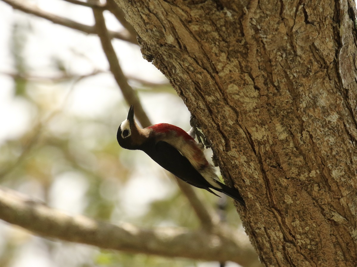 Puerto Rican Woodpecker - ML617738936