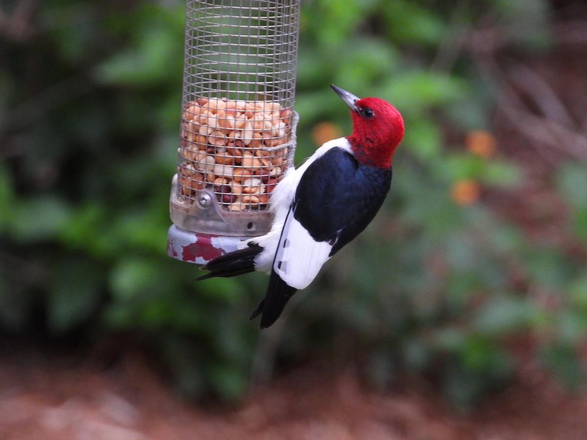 Red-headed Woodpecker - ML617738997