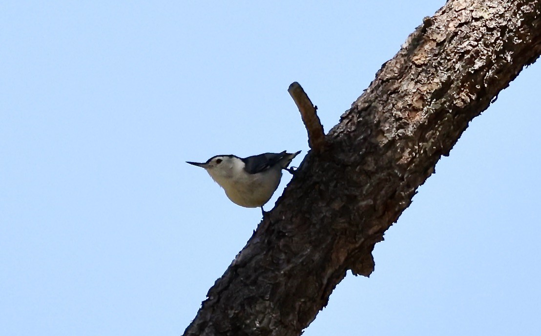 White-breasted Nuthatch - ML617739000