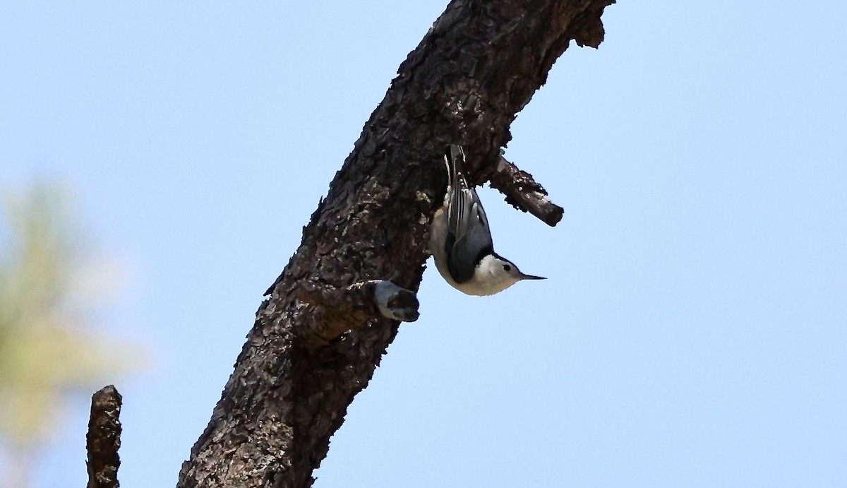 White-breasted Nuthatch - ML617739005