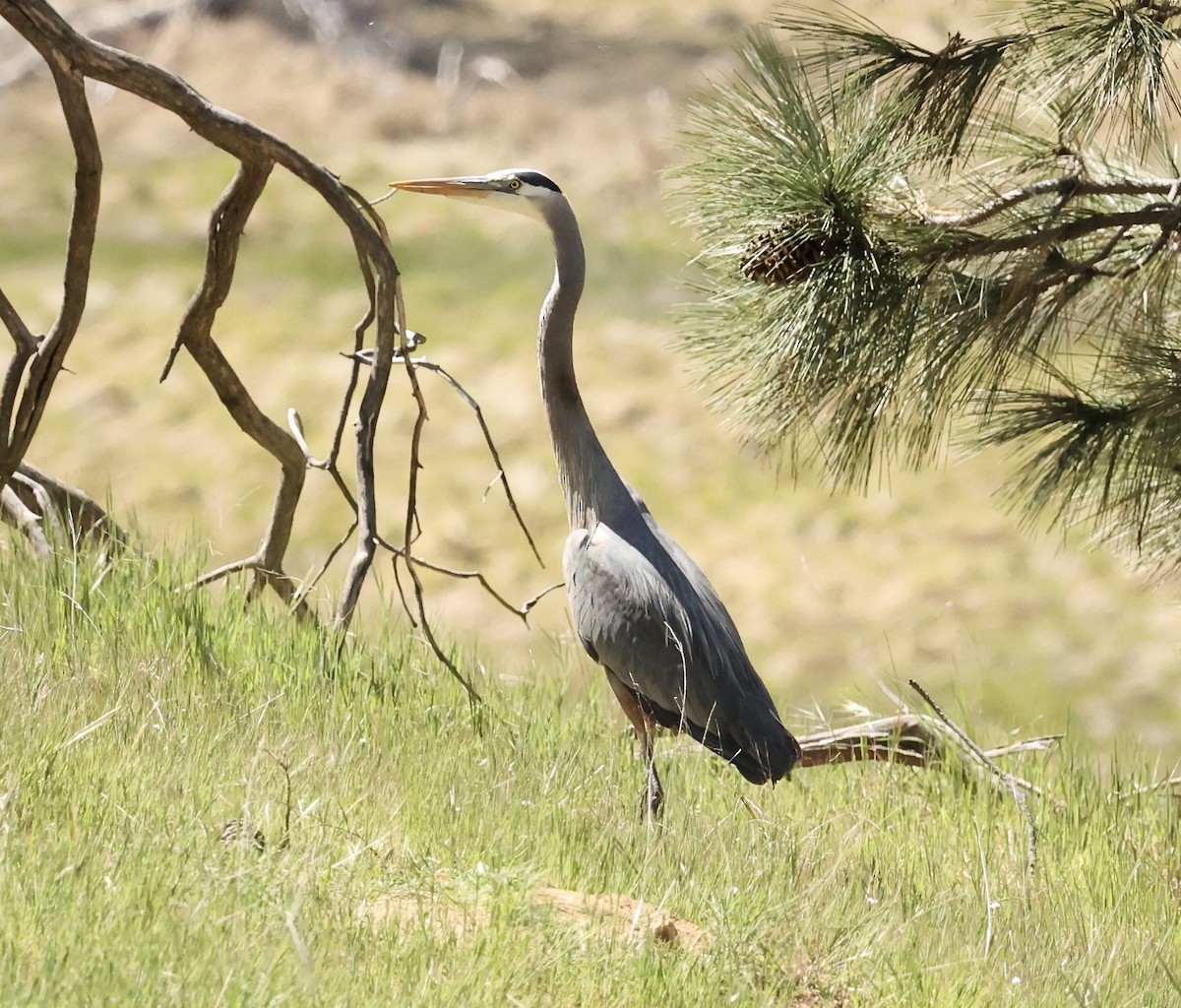Great Blue Heron - Millie and Peter Thomas
