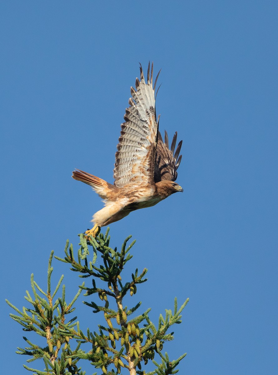 Red-tailed Hawk - ML617739024