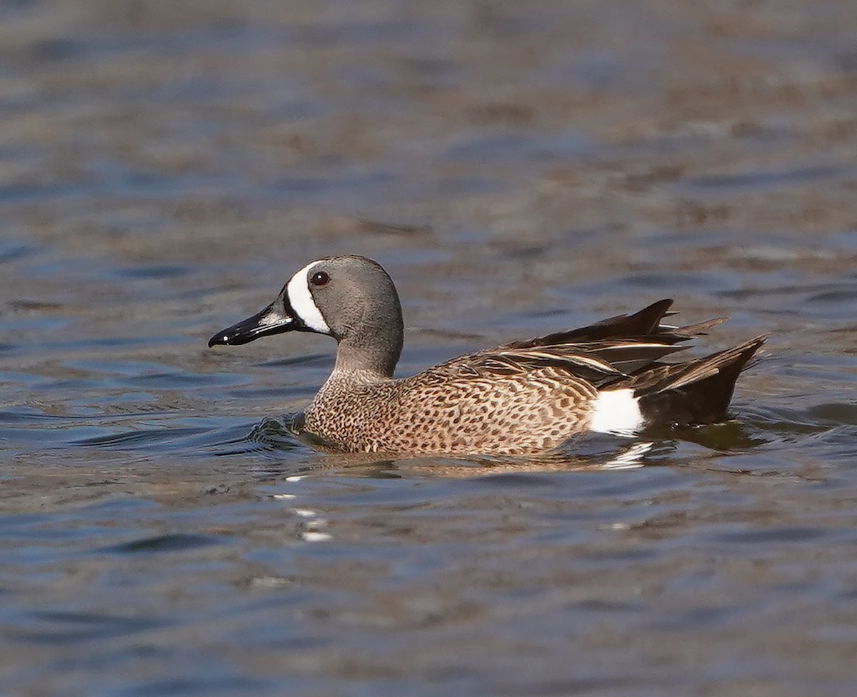 Blue-winged Teal - ML617739088
