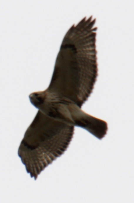 Red-tailed Hawk (borealis) - ML617739150