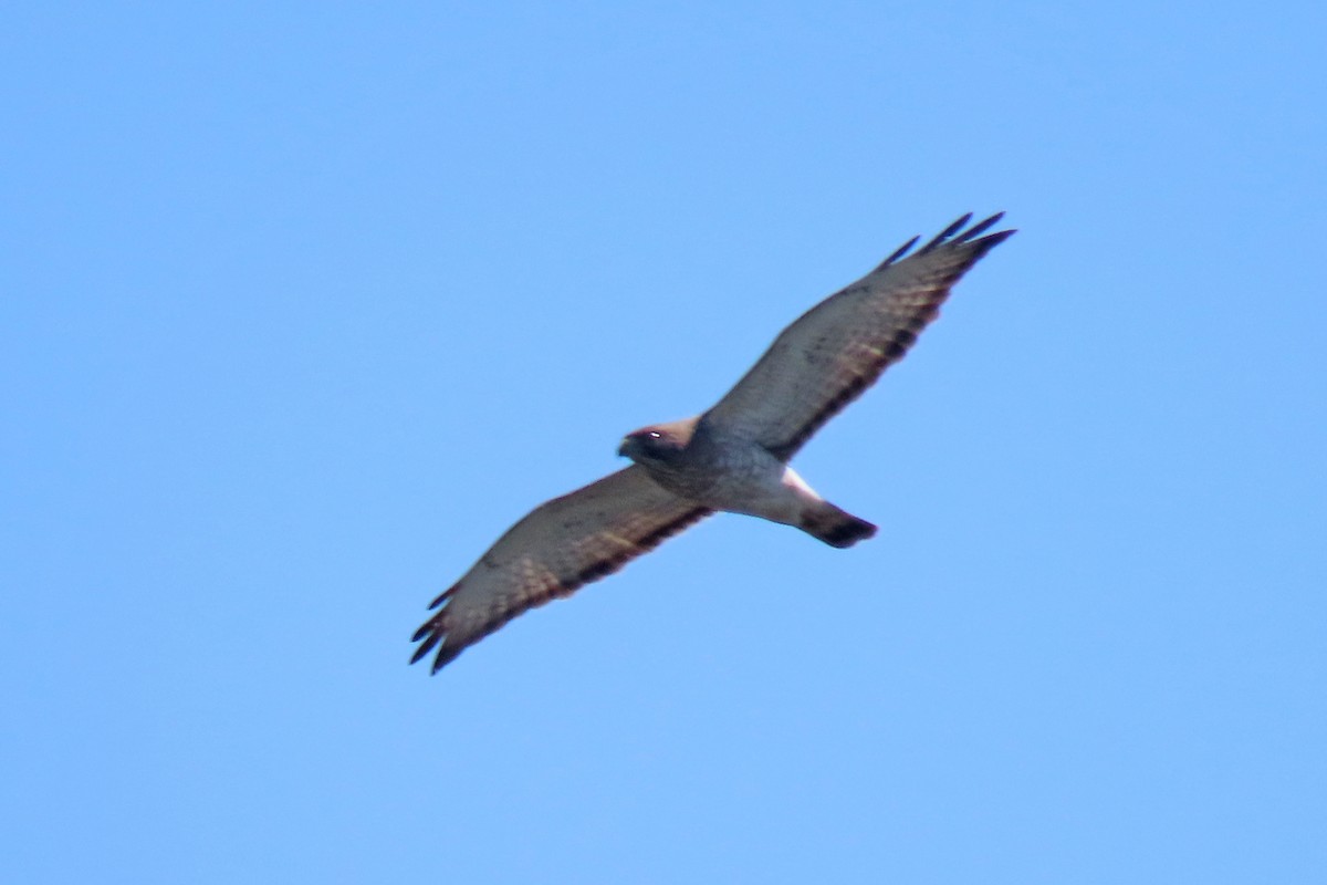 Broad-winged Hawk - ML617739196