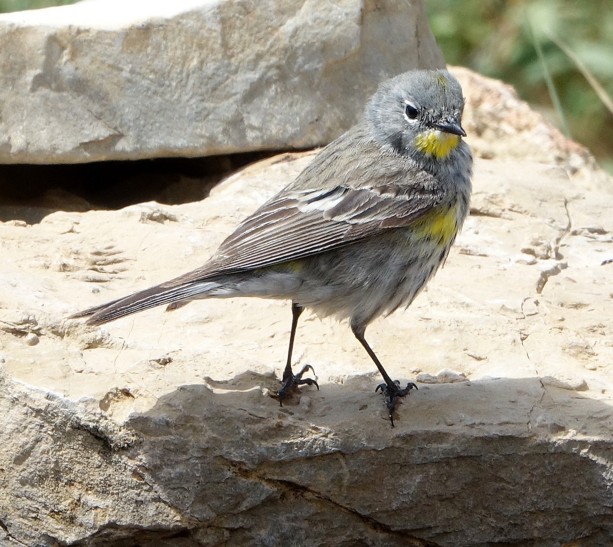 Yellow-rumped Warbler (Audubon's) - ML617739209