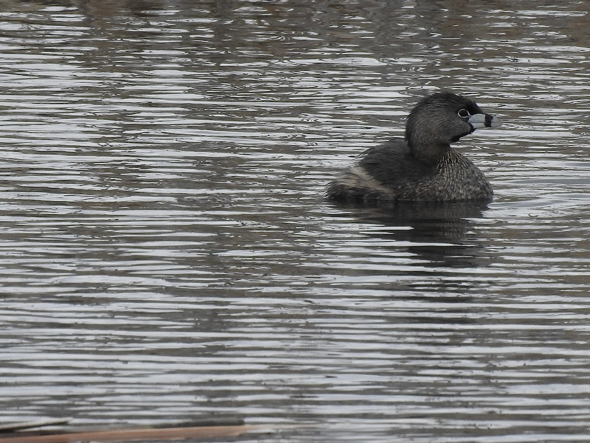 Pied-billed Grebe - Gloria and Andy Schwabe