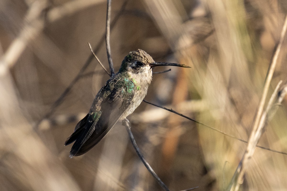 Broad-billed Hummingbird - ML617739296