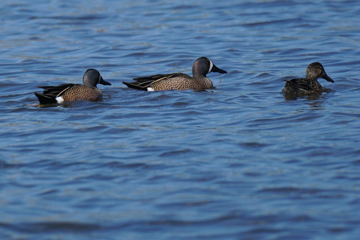 Blue-winged Teal - ML617739316