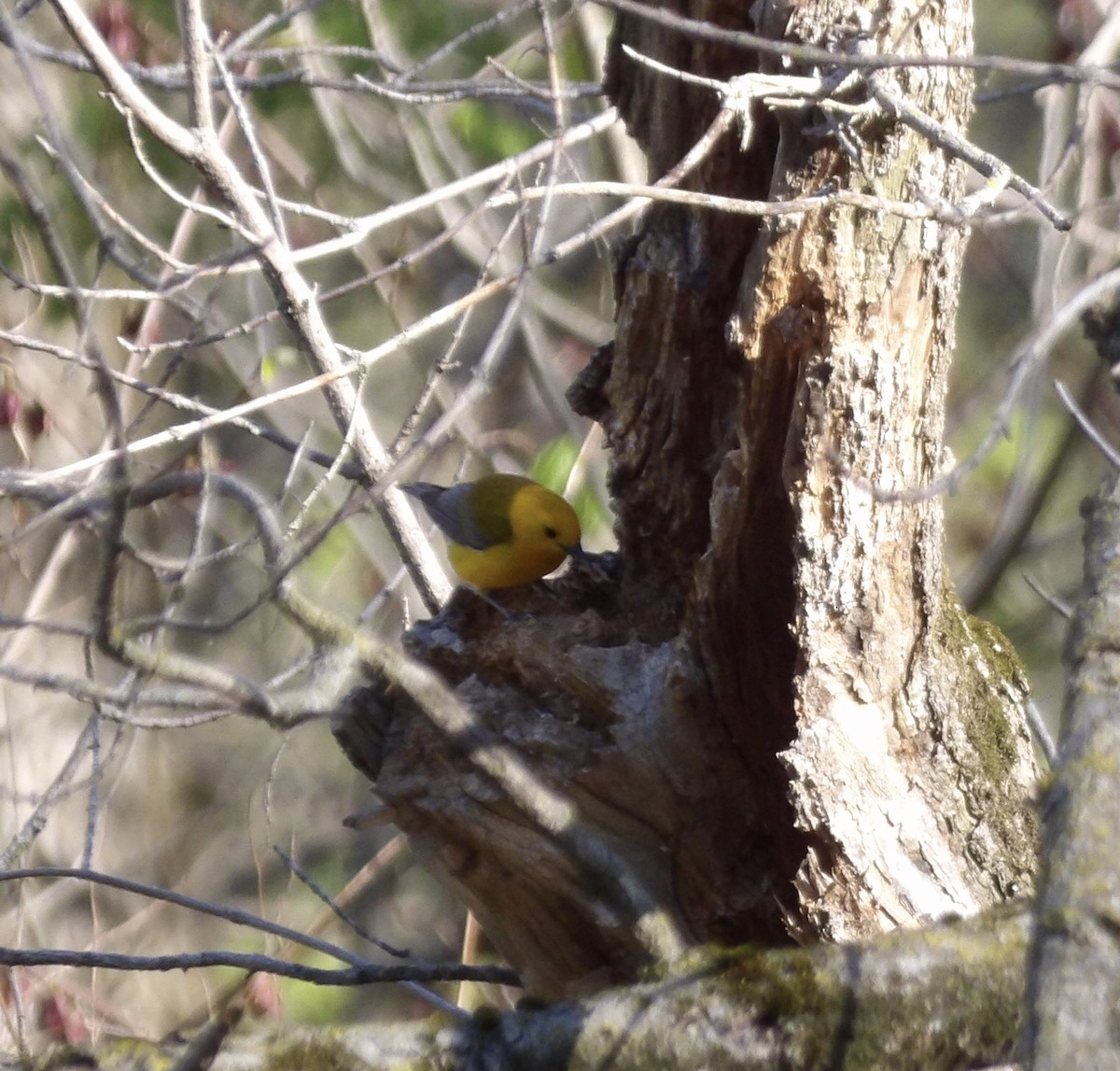 Prothonotary Warbler - ML617739370