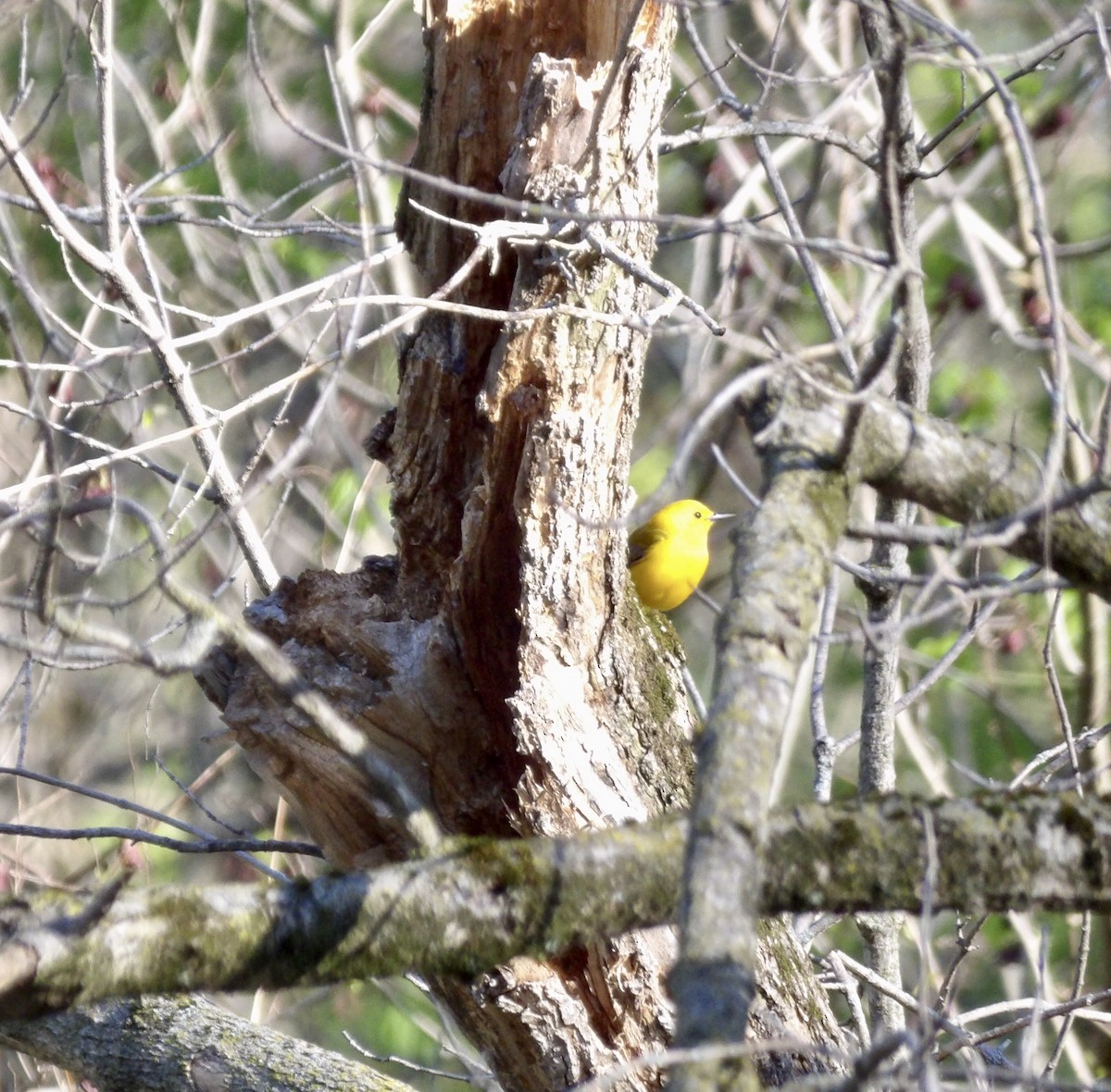Prothonotary Warbler - ML617739371