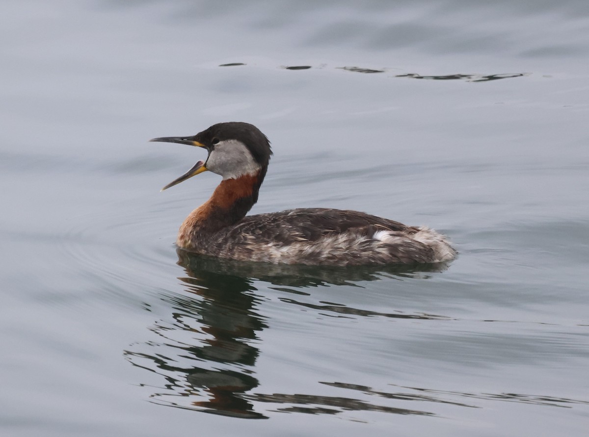 Red-necked Grebe - ML617739392