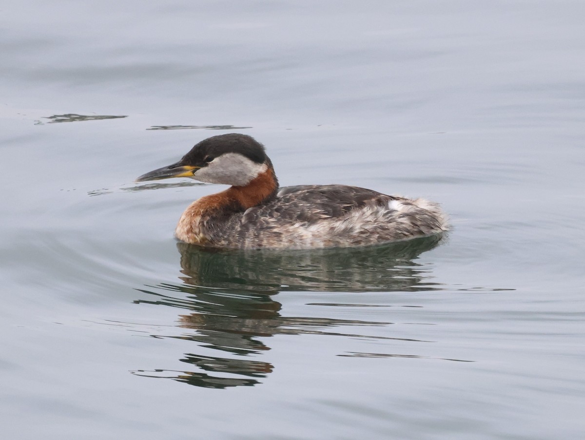 Red-necked Grebe - ML617739393