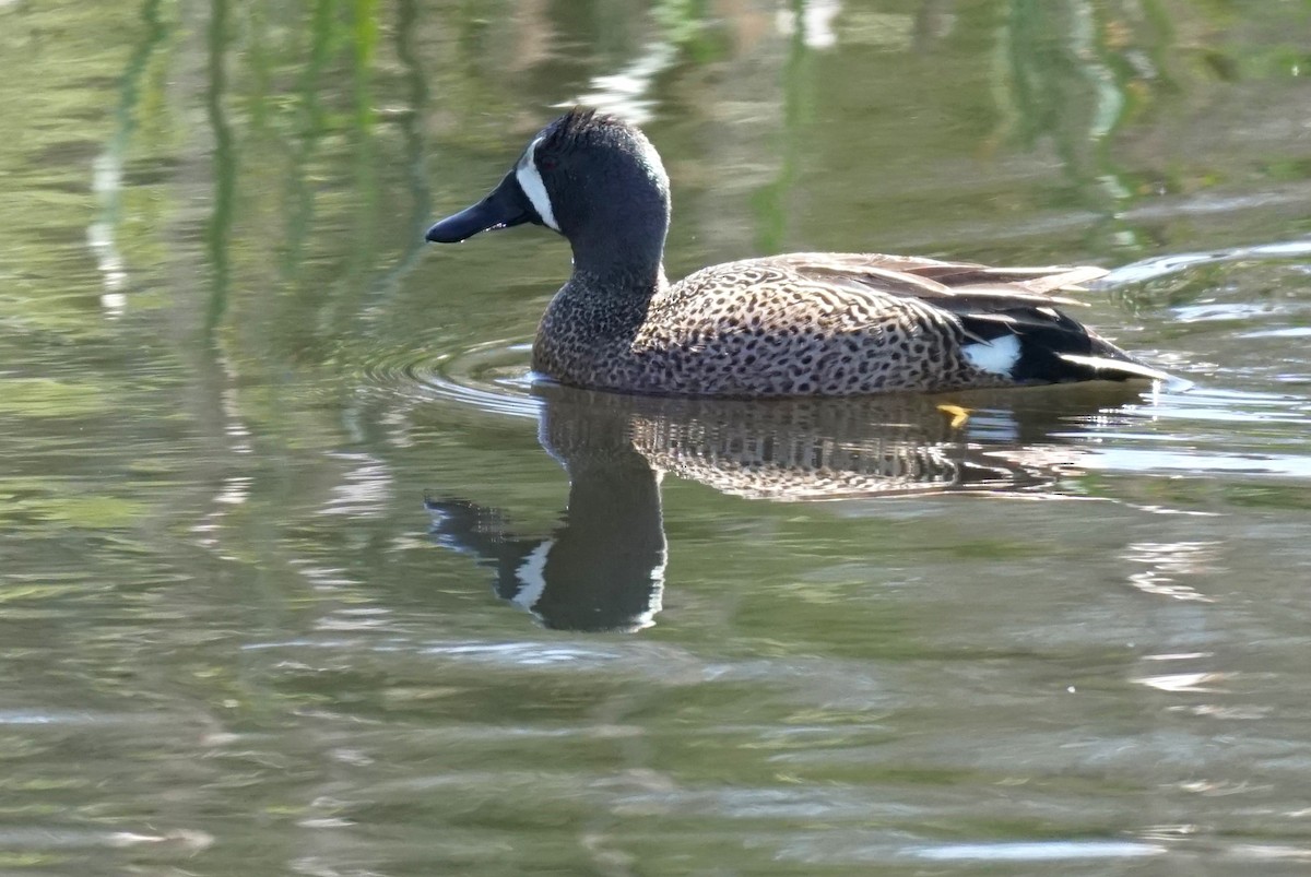Blue-winged Teal - ML617739404