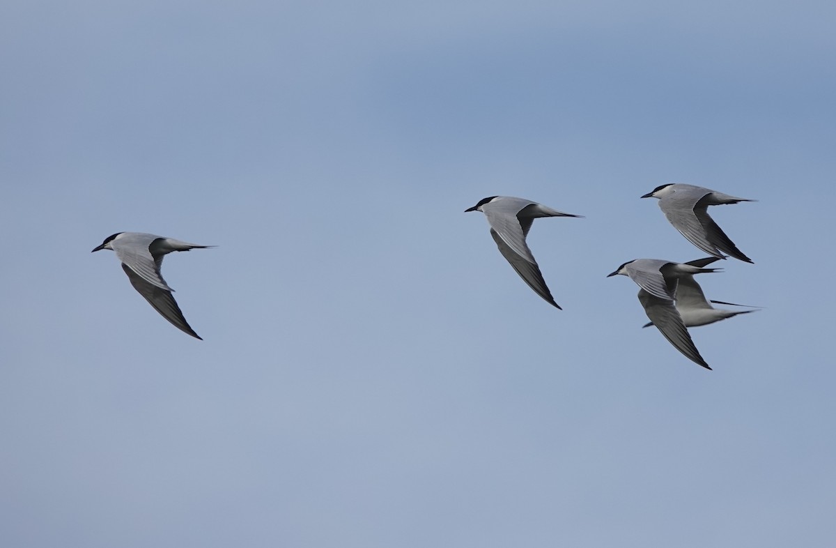 Gull-billed Tern - ML617739416