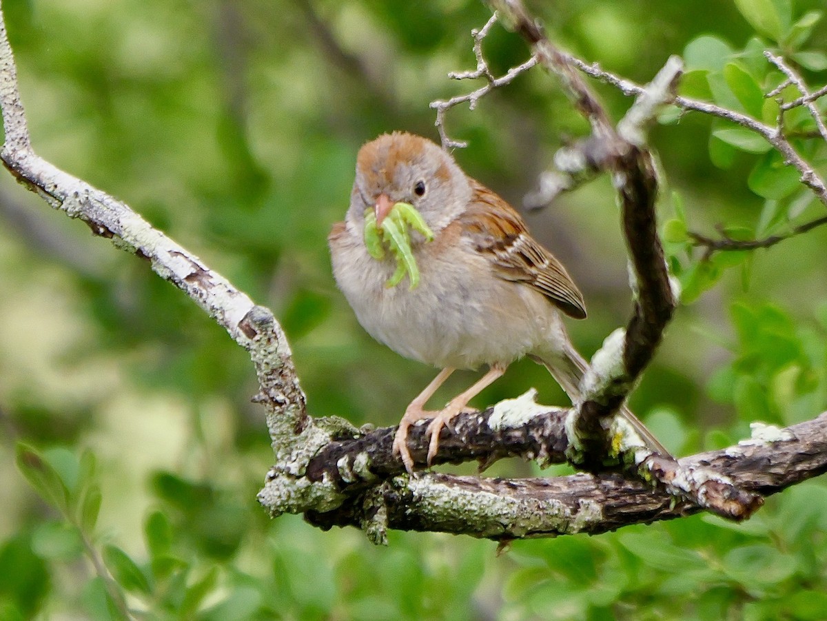 Field Sparrow - Jeff Osborne